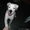 Продам подрощенного щенка американского бульдога - Изображение #3, Объявление #415551