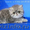 продам котенка породы персидская экзотическая