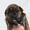 Стаффордширского бультерьера, щенки - Изображение #1, Объявление #482591