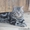 Вязка британец Шикарный котик - Изображение #1, Объявление #477377