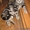 Вязка британец Шикарный котик - Изображение #2, Объявление #477377