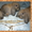 Породные вислоухие карликовые кролики бараны из питомника Urals joy редкий окрас - Изображение #6, Объявление #481995
