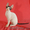 Элитные котята корниш-рекс - Изображение #4, Объявление #463190