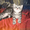 Котята Скоттиши! - Изображение #3, Объявление #487444