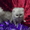 Персидские котики-шиншиллы - Изображение #1, Объявление #496845