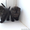  Шотландские вислоухие котята от чемпионов - Изображение #1, Объявление #529141