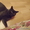 Шотландский кот страйт приглашает на вязку кошечек