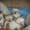 котята сиамские породные - Изображение #1, Объявление #550866