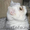 красивые коты приглашают кошечек в гости - Изображение #1, Объявление #585536