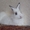 Продам двух карликовых кроликов (возраст 7 месяцев) #626467
