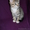 Очень красивые котята белые и камышовые в добрые руки  - Изображение #2, Объявление #656328