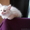 Очень красивые котята белые и камышовые в добрые руки  - Изображение #3, Объявление #656328