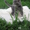 Мейн-кун продажа котят - Изображение #3, Объявление #701374