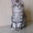 Мейн-кун продажа котят - Изображение #2, Объявление #701374