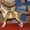 Подрощенные щенки американского стаффтерьера, возраст 3 мес, рыжие, палевые и бе - Изображение #1, Объявление #712340