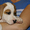 Подрощенные щенки американского стаффтерьера, возраст 3 мес, рыжие, палевые и бе - Изображение #2, Объявление #712340