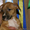 Подрощенные щенки американского стаффтерьера, возраст 3 мес, рыжие, палевые и бе - Изображение #9, Объявление #712340