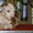 Подрощенные щенки американского стаффтерьера, возраст 3 мес, рыжие, палевые и бе - Изображение #5, Объявление #712340