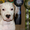 Подрощенные щенки американского стаффтерьера, возраст 3 мес, рыжие, палевые и бе - Изображение #8, Объявление #712340