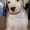 Подрощенные щенки американского стаффтерьера, возраст 3 мес, рыжие, палевые и бе - Изображение #7, Объявление #712340