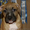 Подрощенные щенки американского стаффтерьера, возраст 3 мес, рыжие, палевые и бе - Изображение #3, Объявление #712340