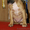 Подрощенные щенки американского стаффтерьера, возраст 3 мес, рыжие, палевые и бе - Изображение #4, Объявление #712340
