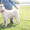 Продам щенков САО (среднеазиатской овчарки, алабая) - Изображение #7, Объявление #760332