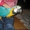 Главная подняли и очень доброжелательные синих и золотых попугаи ара. #763243