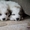 Щенки Пиренейской Горной собаки на Урале! - Изображение #1, Объявление #776930