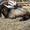 Альпийский козел на вязку - Изображение #2, Объявление #799310