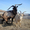 Альпийский козел на вязку - Изображение #3, Объявление #799310