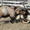 Альпийский козел на вязку - Изображение #4, Объявление #799310