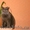 бриташки очаровашки - Изображение #8, Объявление #891084