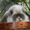 Кролик вислоухий карликовый - Изображение #2, Объявление #936943