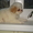 Щенки императорской собаки (Японский хин) - Изображение #2, Объявление #984780