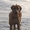 Родезийский риджбек, потрясающая собака! - Изображение #6, Объявление #990170