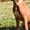 Родезийского Риджбека девочка 7 мес - Изображение #2, Объявление #990166