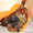 Родезийский риджбек, потрясающая собака! - Изображение #8, Объявление #990170