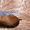 Родезийский риджбек, потрясающая собака! - Изображение #10, Объявление #990170
