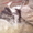 Продам Аляскинского маламута - Изображение #2, Объявление #989534