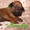 Родезийский риджбек, потрясающая собака! - Изображение #4, Объявление #990170