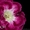 Комнатные цветы: фиалки,  глоксинии,  пеларгонии #945201