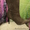  женс сапоги из натур кожи за 1500 руб  - Изображение #1, Объявление #1077618