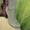 весенние сапоги женские натур кожа 1500 руб - Изображение #5, Объявление #1077614