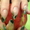 маникюр, педикюр, наращивание ногтей. Викулова - Изображение #1, Объявление #1348856