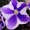 Комнатные цветы: фиалки, глоксинии, пеларгонии - Изображение #3, Объявление #945201