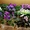 Комнатные цветы: фиалки, глоксинии, пеларгонии - Изображение #6, Объявление #945201