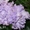 Комнатные цветы: фиалки, глоксинии, пеларгонии - Изображение #4, Объявление #945201