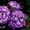 Комнатные цветы: фиалки, глоксинии, пеларгонии - Изображение #5, Объявление #945201