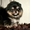 Щенки померанского миниатюрного шпица - Изображение #2, Объявление #1503547